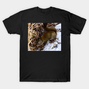 Searching for seeds. T-Shirt